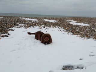 Sussex Spaniel laying on a layer of snow on a pebble beach.