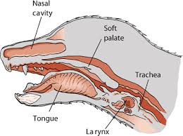 dog's larynx