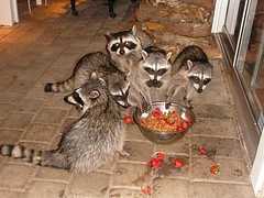 Raccoon Family