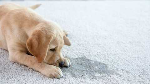 5 Common Pet Management Challenges Faced by Property Managers (And How to Solve Them)