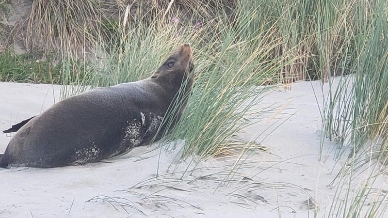 Happening upon a sea lion in the dunes