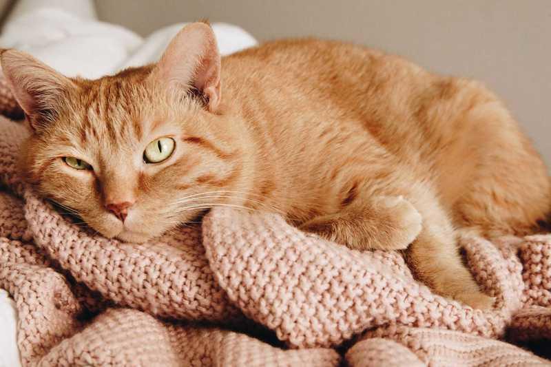 Cat resting after taking CBD.