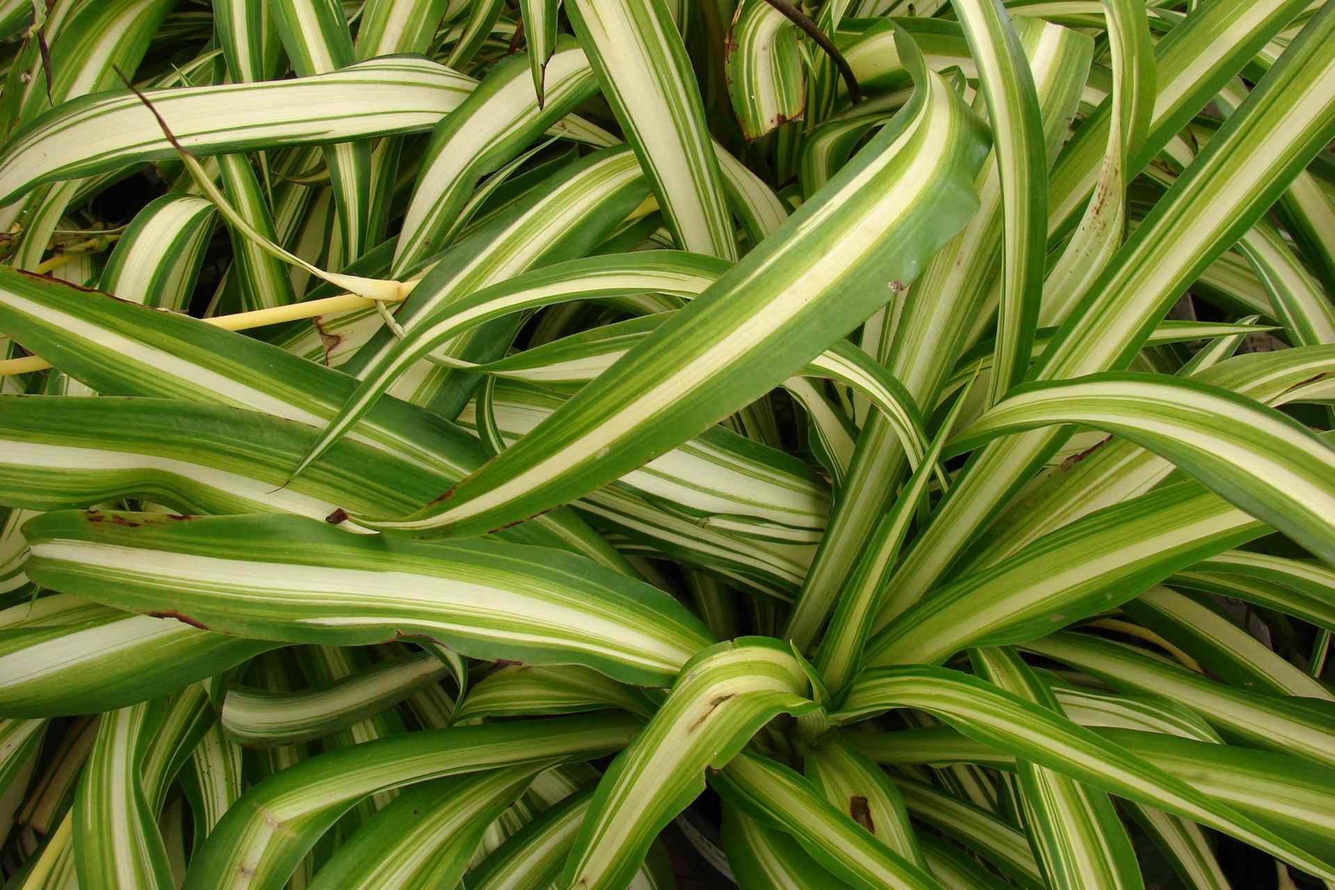 Spider Plant