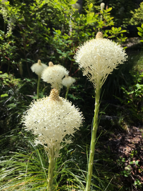 Tall flowers with vertical clusters of white blossoms and a large central stamen