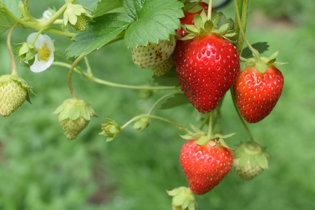 Ripening strawberries and flowers on vines