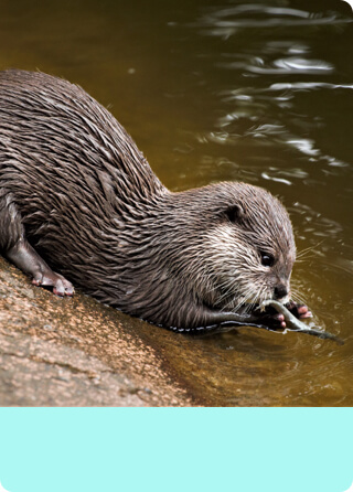 Otter enjoys meal