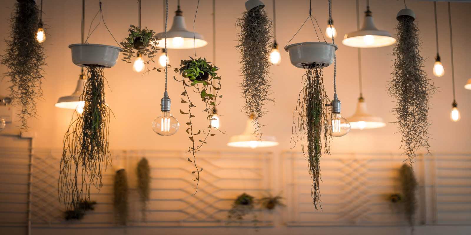 Photo: Lightbulbs and plants (source: Unsplash) 