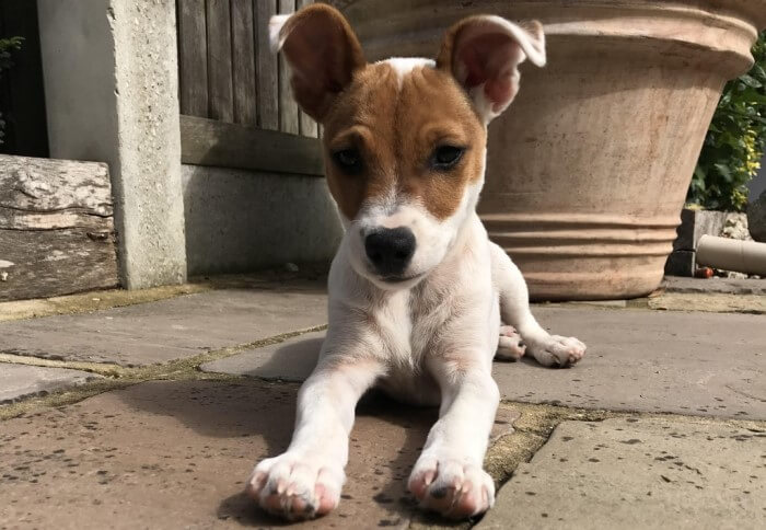 Dog Waving