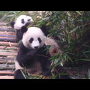 China Pandas 25