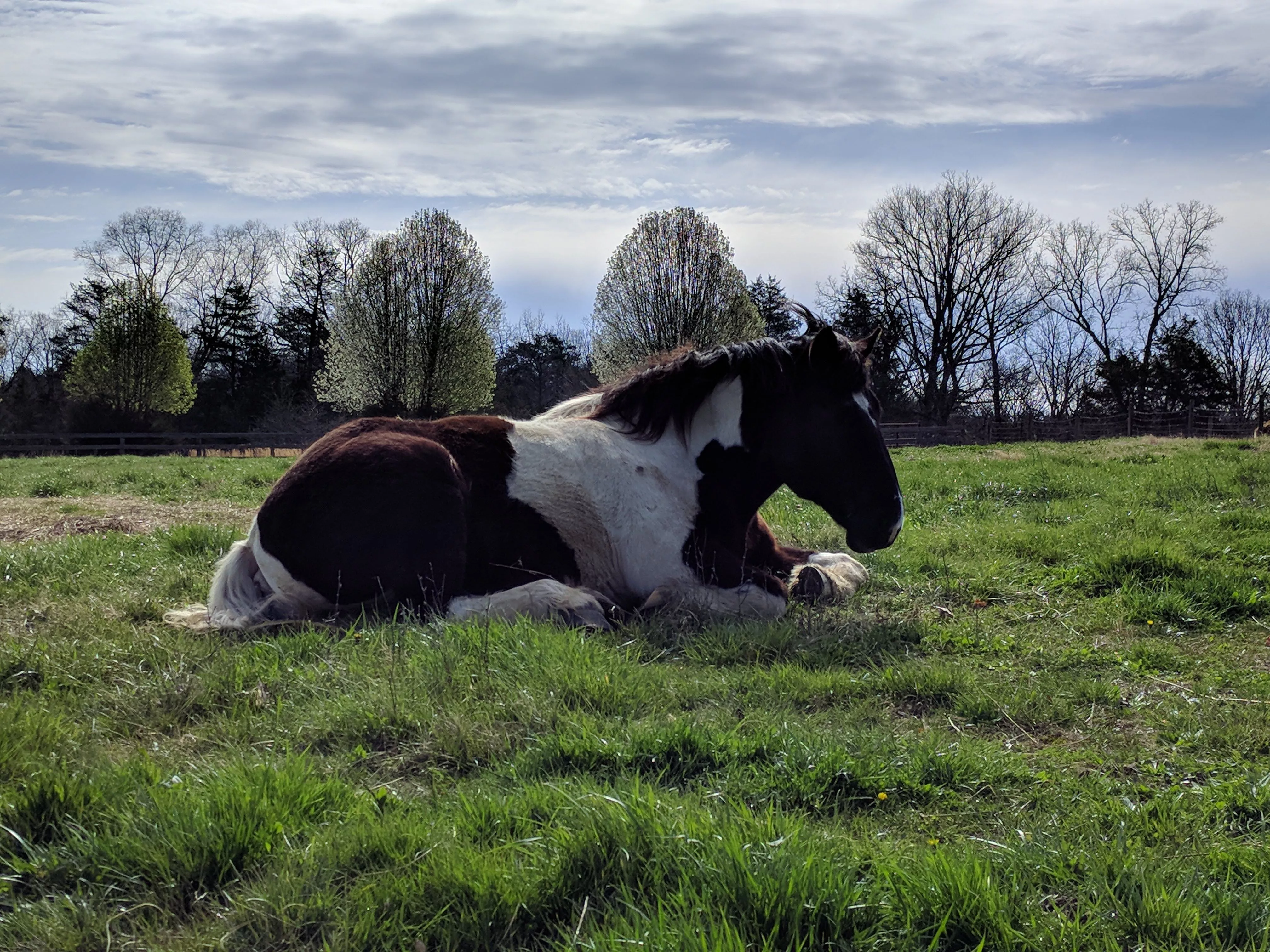 An image of a horse named Oreo lying down in a pasture