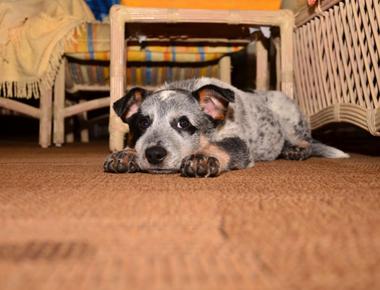 Puppy Digging in Crate? Here's Why & What to Do