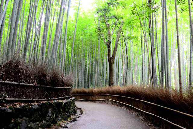Magic Green - Building With Bamboo