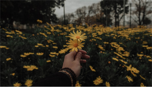 person holding a flower