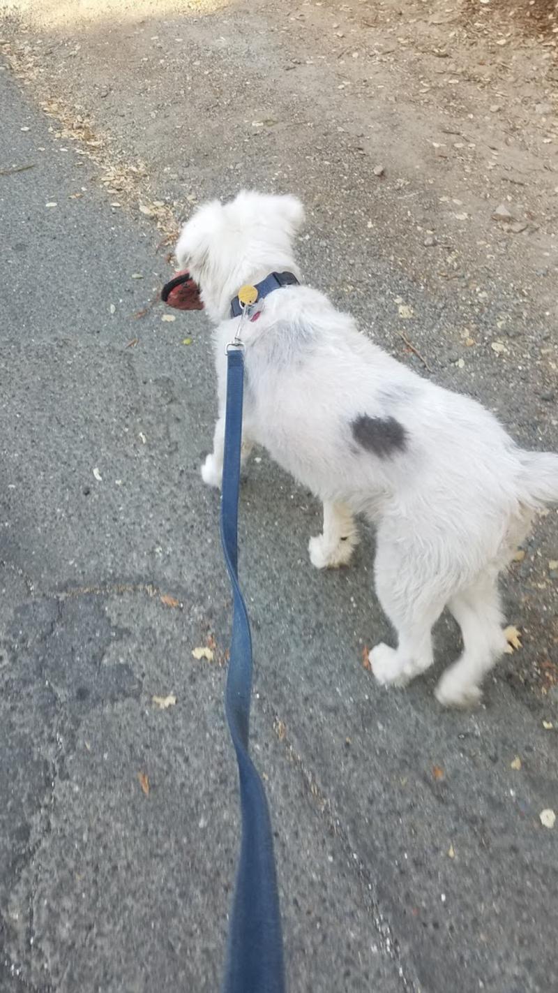 Good 'ole walks with Finn