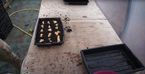 Ginger root is a tray filled with compost