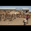 Somalia Camel Market 15