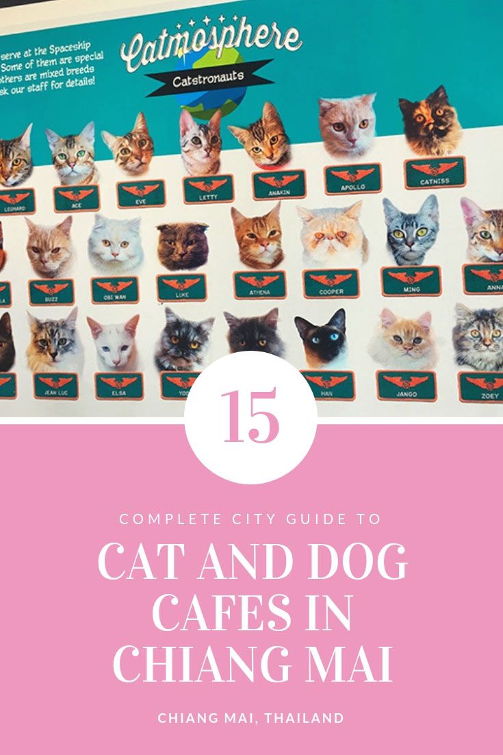 Cat And Dog Cafes in Chiang Mai - Where Is Good, And Where To Avoid If You Love Animals