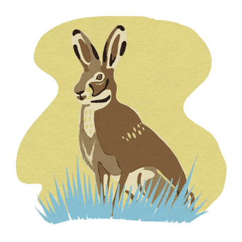 BESIDE_15animals_2021hare.png