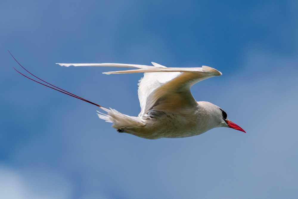 Red Tailed Tropicbird
