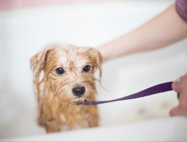 When Can You Bathe Your Dog After She Gave Birth?