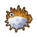 Pufferfish