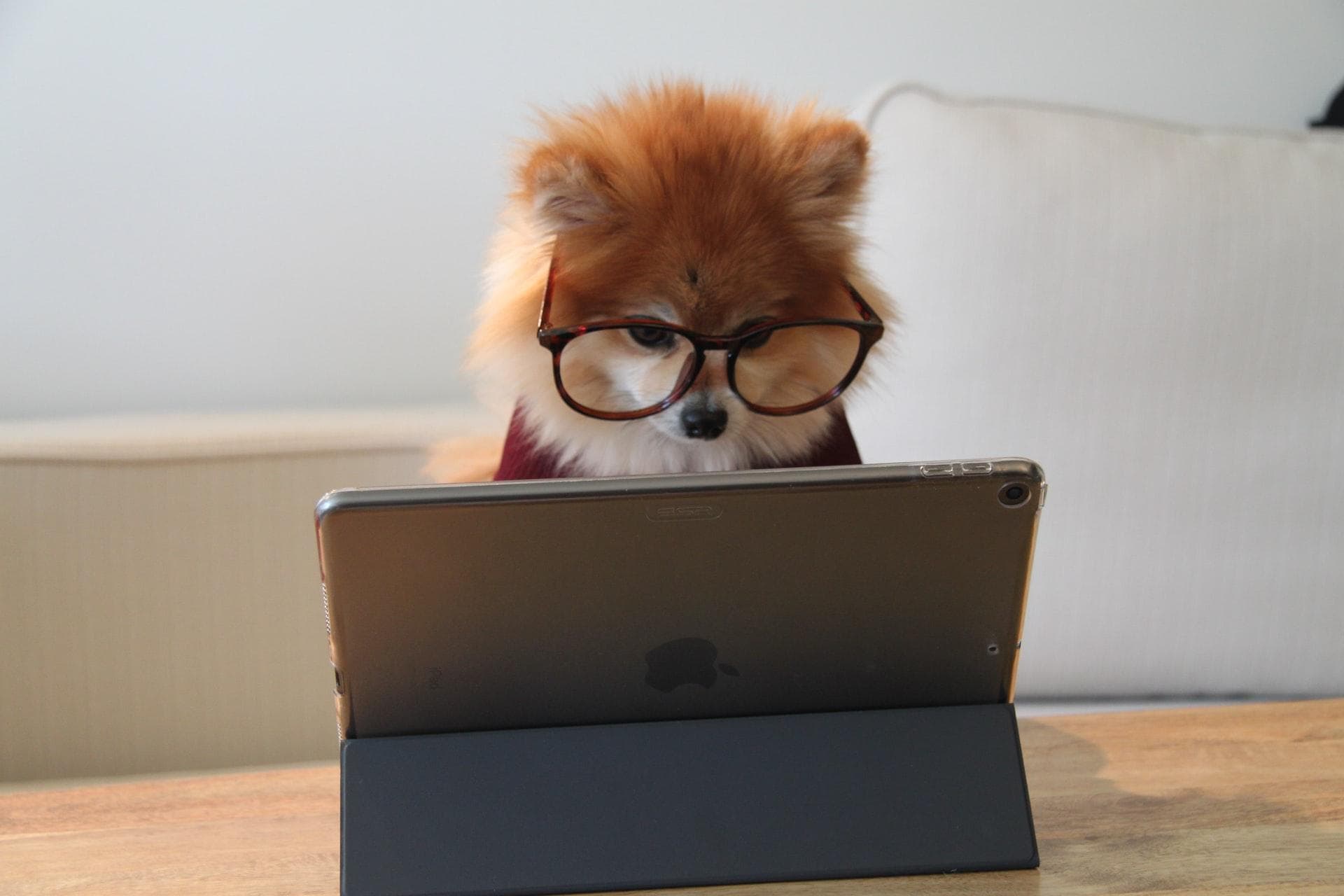 Pomeranian working on an iPad, wearing glasses. Extremely fluffy and cute.