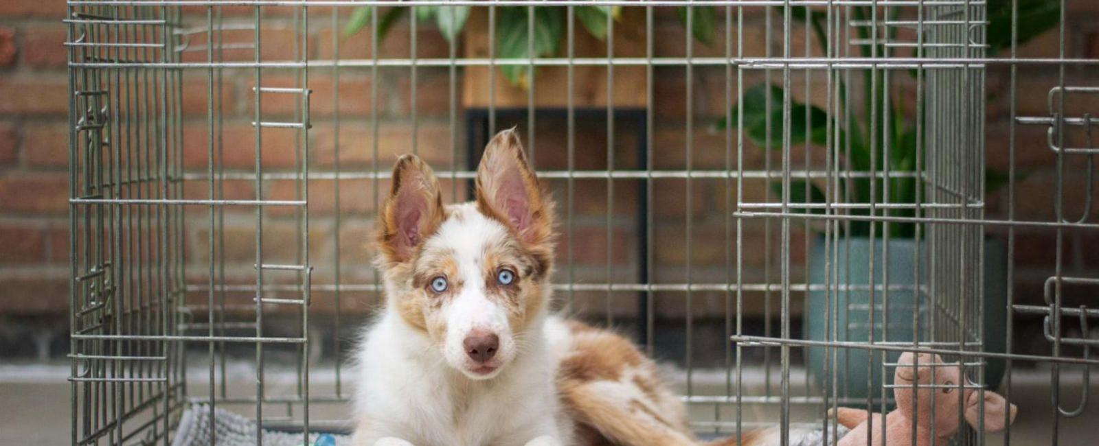 Playpen vs. Crate: Which Is Better for Your Puppy?