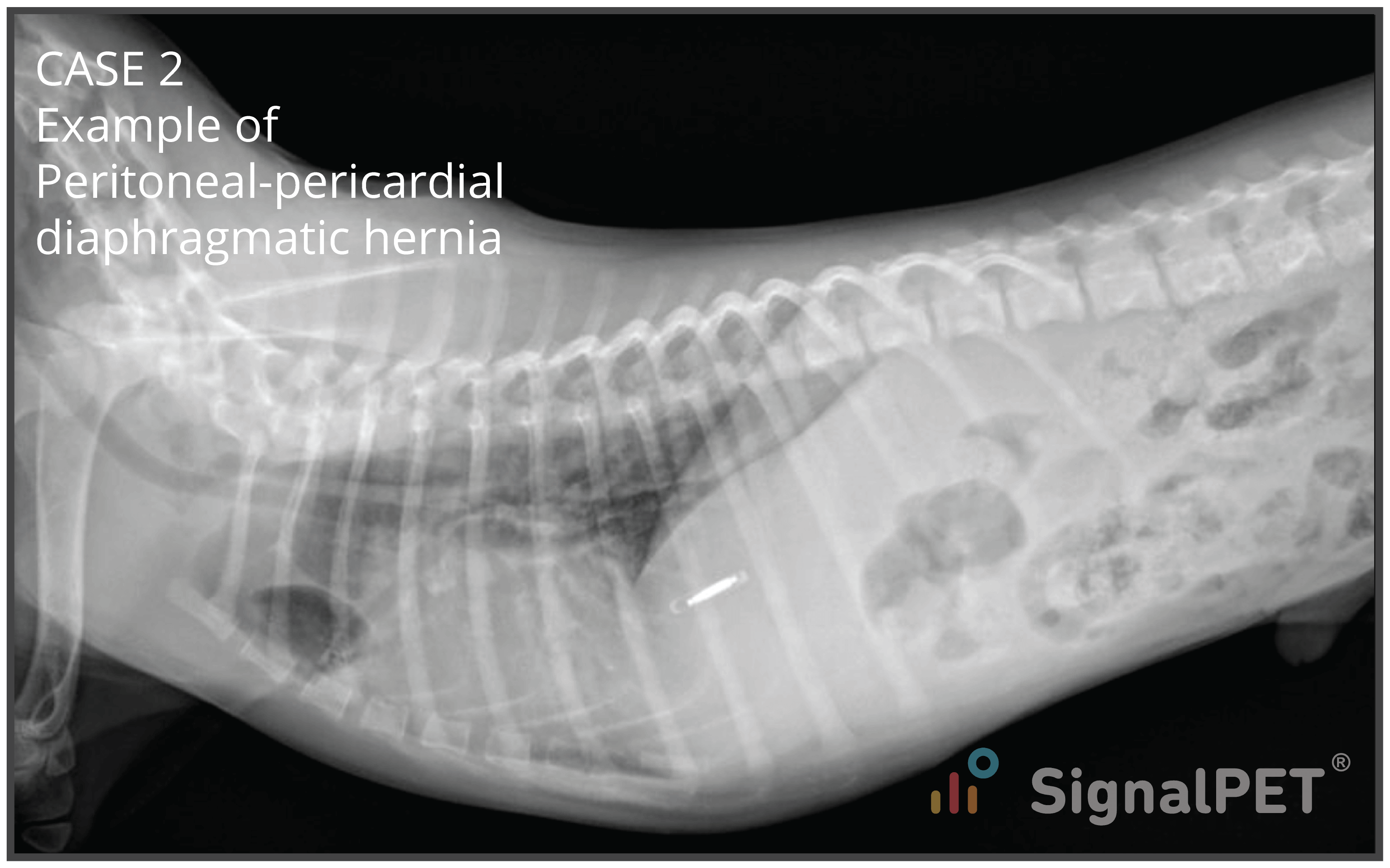 what is a diaphragmatic hernia in dogs