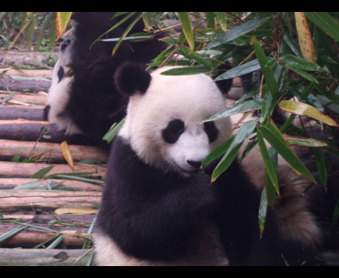 China Pandas 24