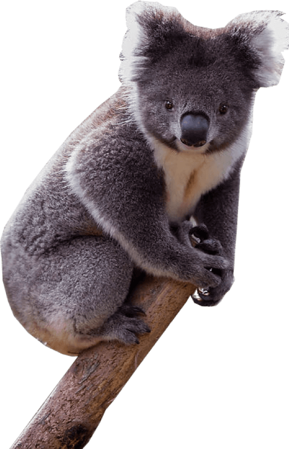 koala