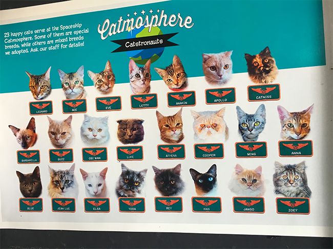 The list of cats at the Catmosphere Cat Cafe