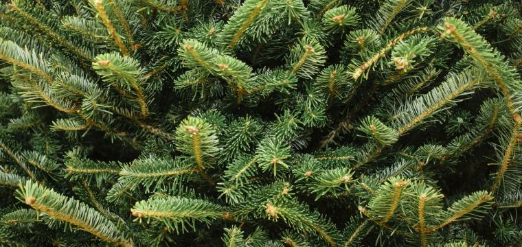 Collecte et recyclage des sapins : ce qu'il faut savoir