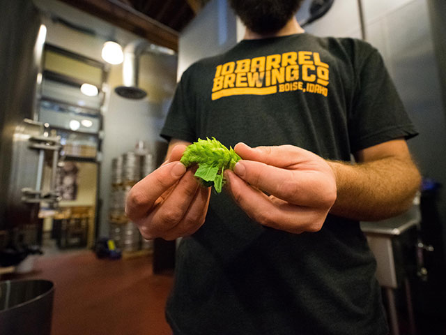 A brewer from Idaho's 10 Barrel Brewing working with hops