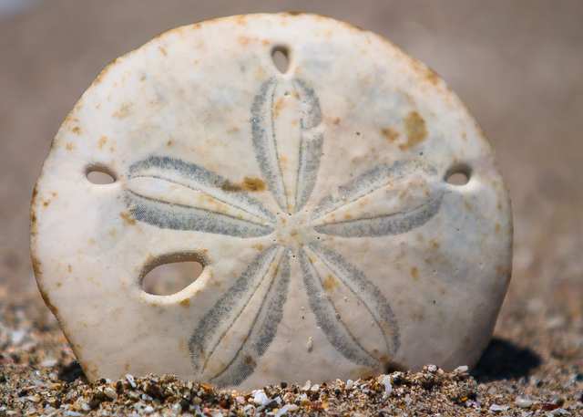 Jungle Wonder Sand Dollar, 