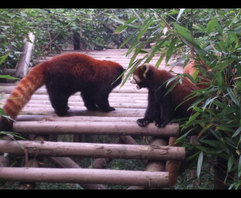 China Red Pandas 22