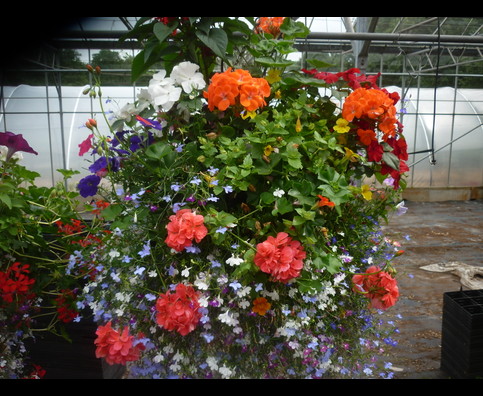 England Hanging Baskets 16