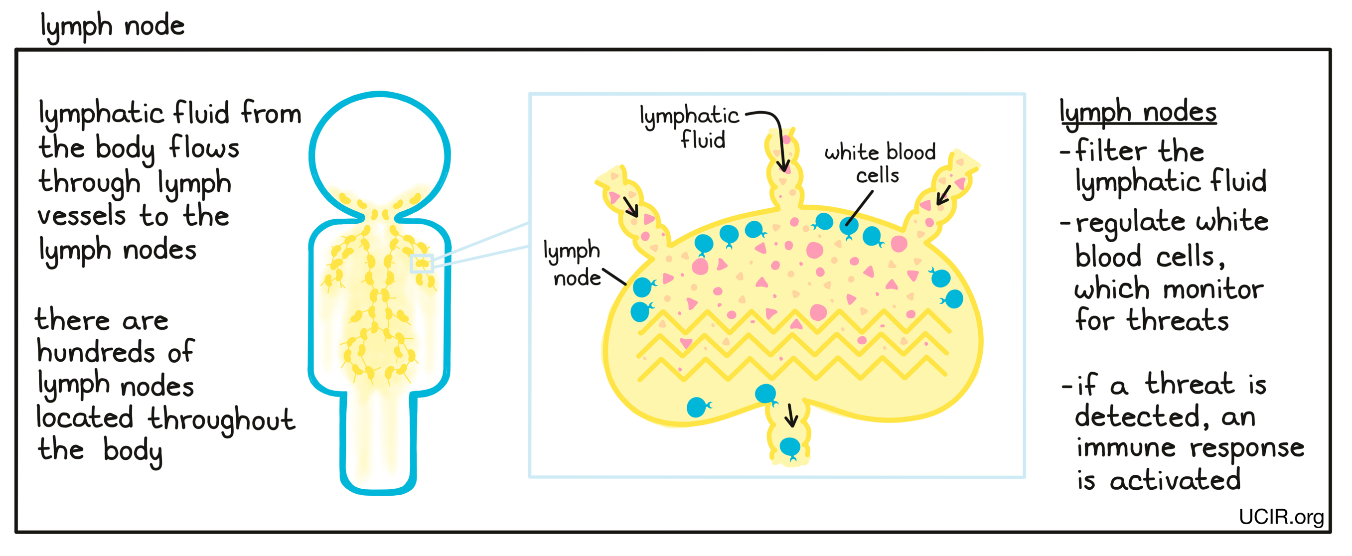 Lymph node illustration