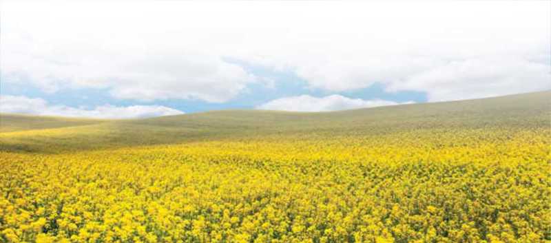 Yellow Saskatchewan canola field Yellow Saskatchewan canola field