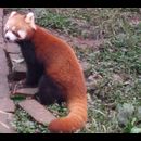 China Red Pandas 9