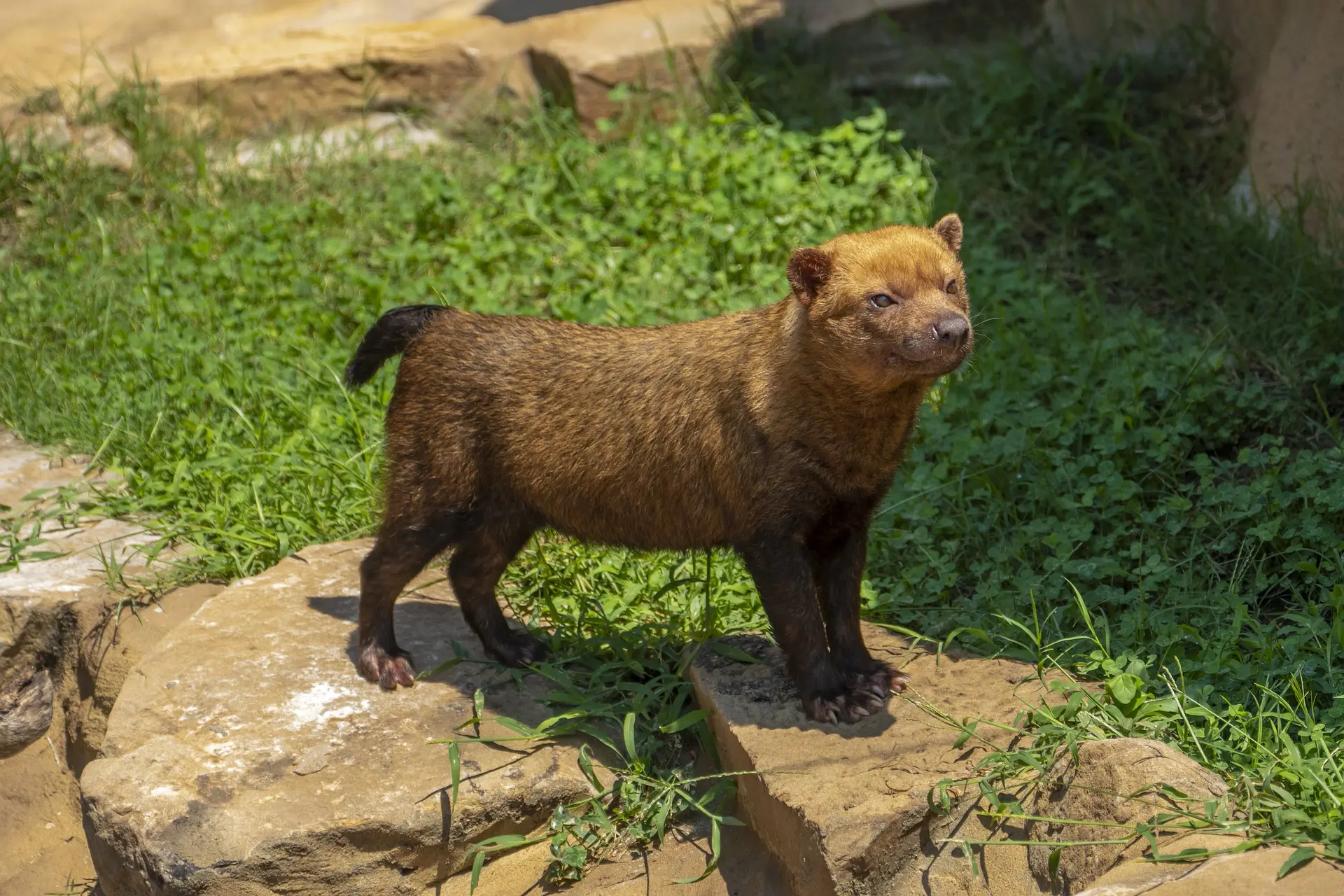 Canids of South America - Tudo Sobre Animais