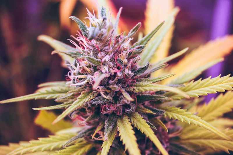 Adult medical cannabis plant.