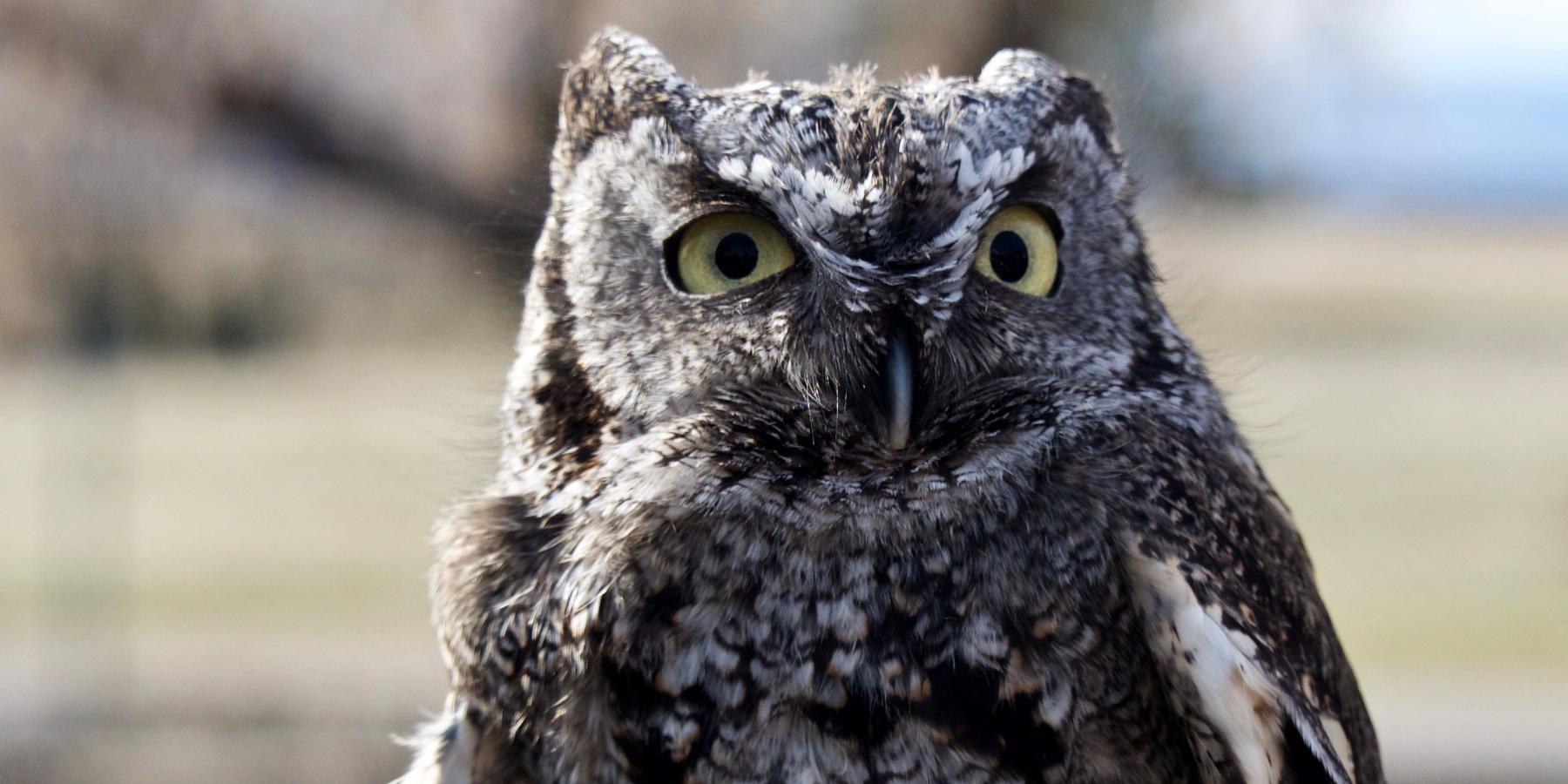 A close-up of a screech owl.
