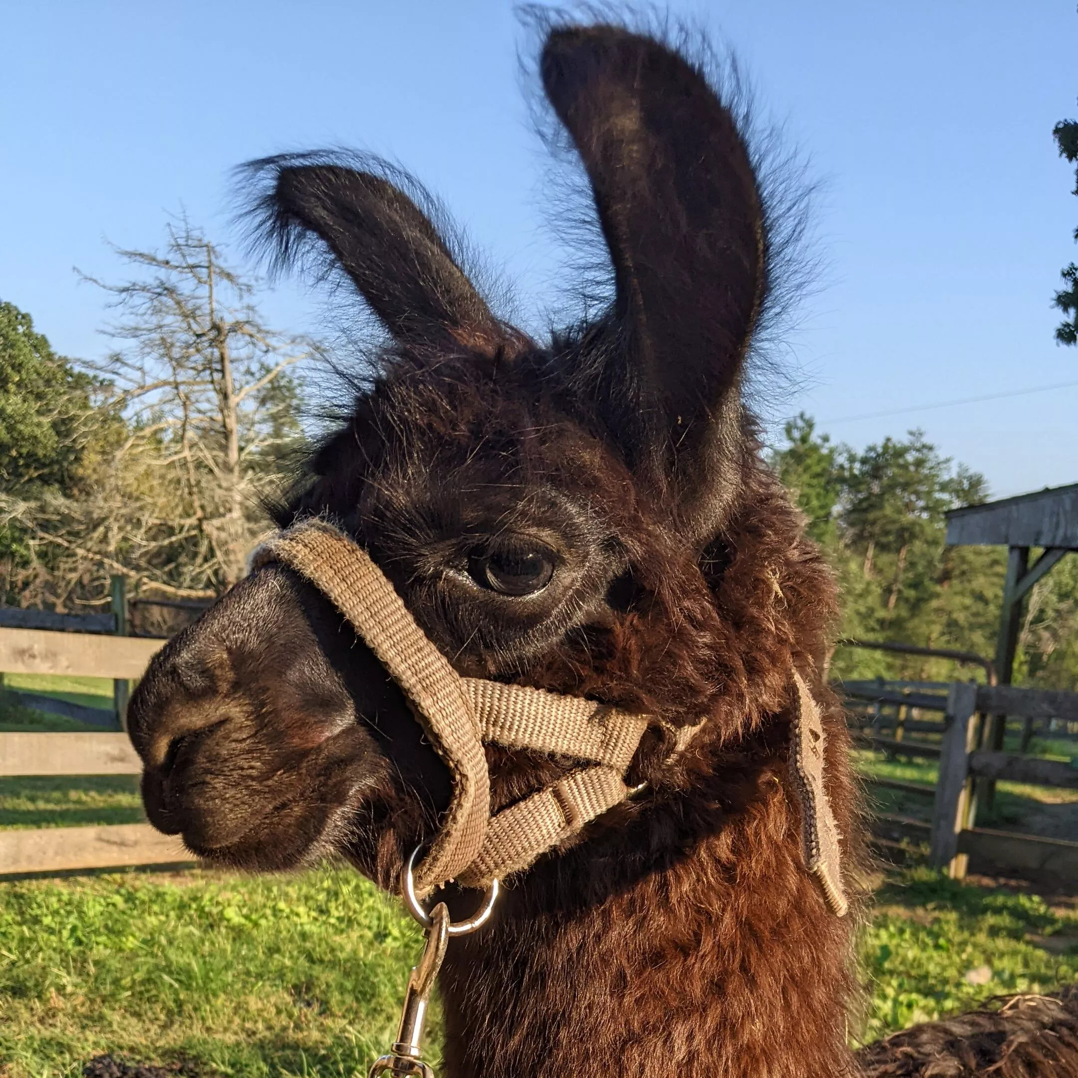 An image of a llama named Tonks during her halter training