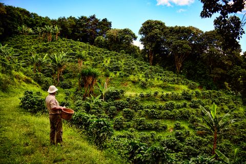 Coffee Experiences in Monteverde Costa Rica
