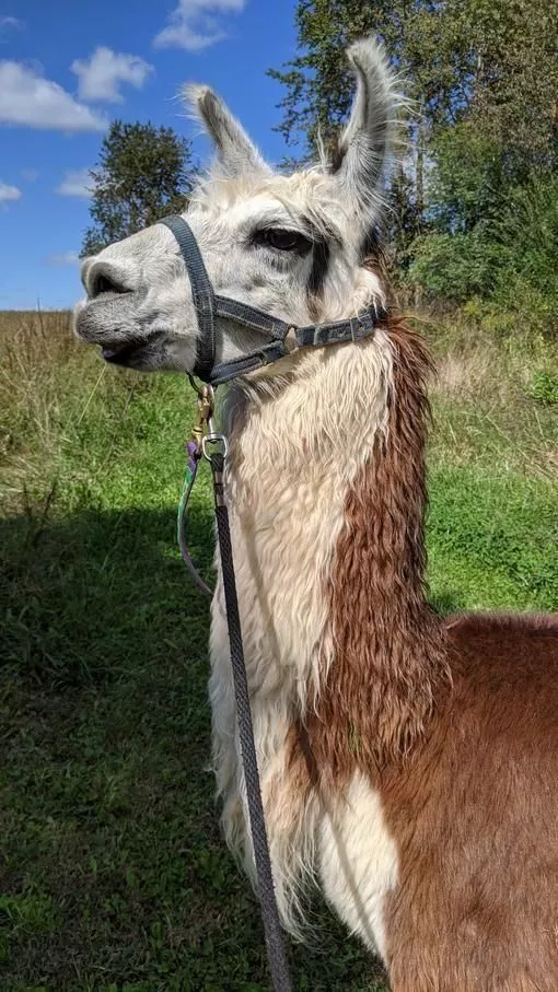 A llama named Defiance