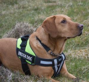 Dogs Against Drugs - Detecting And Deterring Drugs In Shetland