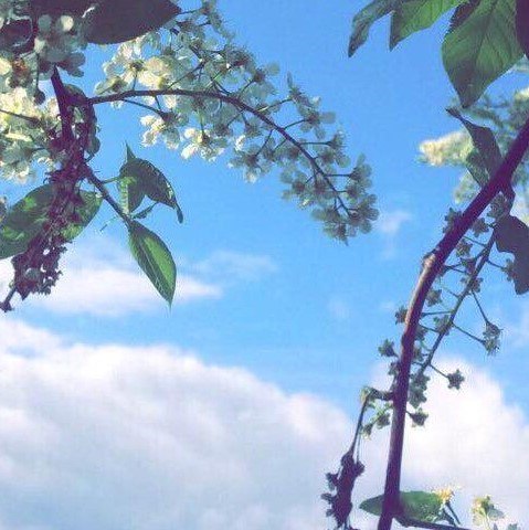 A photo of blossom trees framing a blue sky