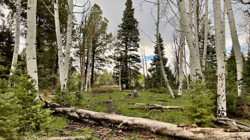Aspen with a muddy ground
