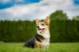 Tri-colored Corgi in warm spring sunlight sitting in short grass with a treeline in the background and deep blue sky with white fluffy clouds