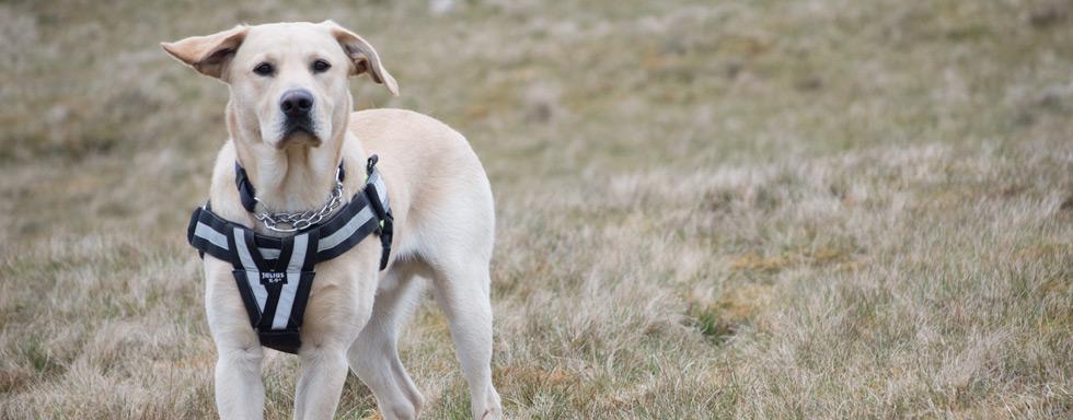 Police Scotland | Dogs Against Drugs